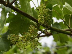 2016 Flowering