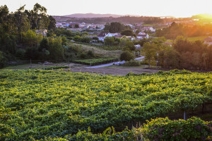 Sunset - Bodega Vineyard